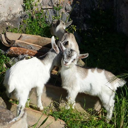 Santa Maria di Licodia Agriturismo Biologico Corte Aragonese מראה חיצוני תמונה